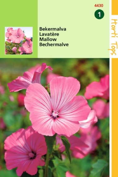 Bekermalva Rose (Lavatera trimestris) 200 zaden